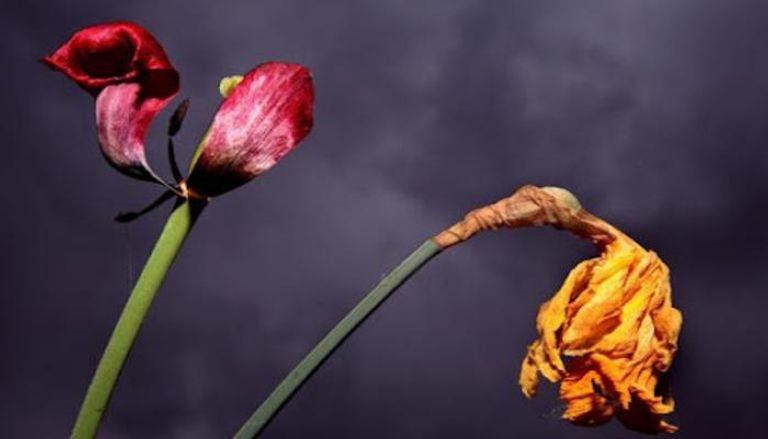 زهور توليب ميتة