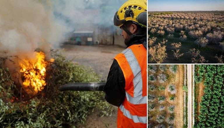عامل يحرق أشجار زيتون مصابة