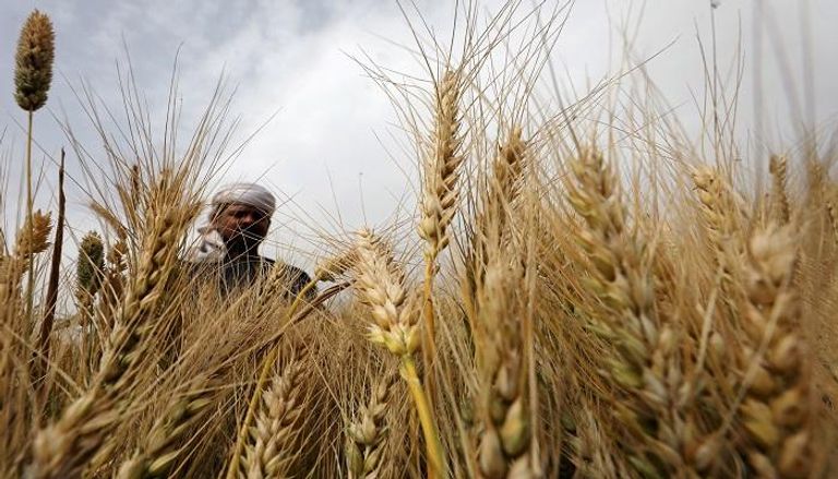 مزارع مصري يحصد القمح بمحافظة المنوفية شمال القاهرة