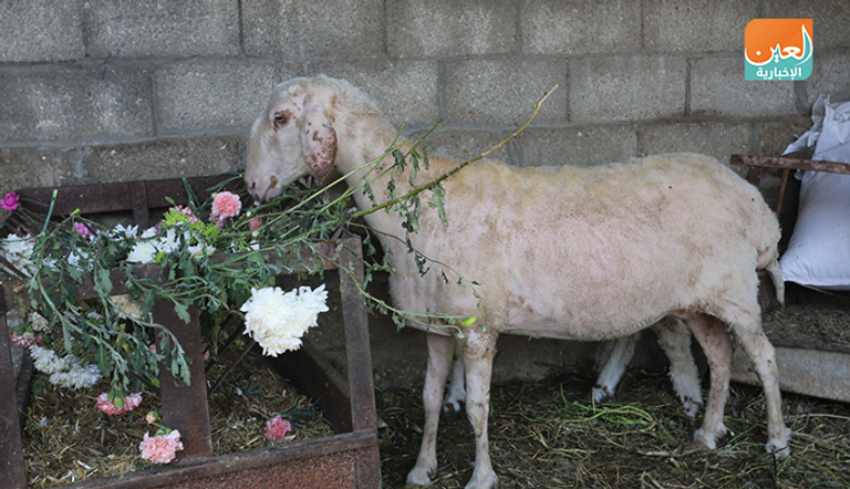 خسائر فادحة تضرب سوق الزهور في غزة