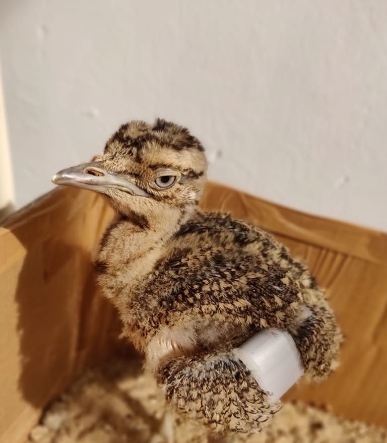 جهود إماراتية هندية للحفاظ على طيور الحبارى 