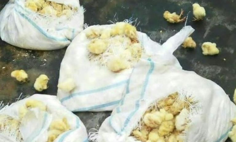 إيران تعدم ملايين الكتاكيت بحجة توازن السوق