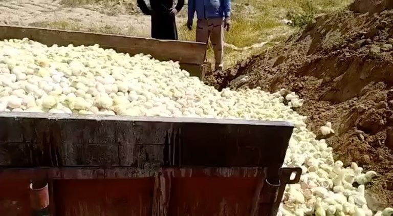 إيران تعدم ملايين الكتاكيت بحجة توازن السوق