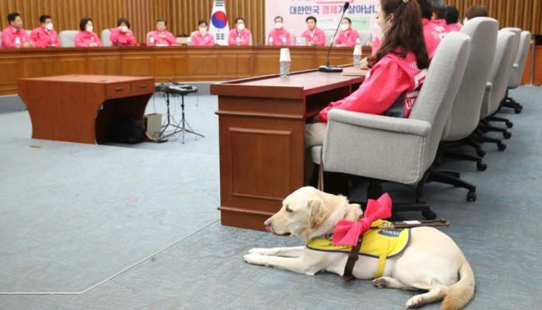 كيم يي-جي وكلب المساعدة خاصتها في اجتماع حزبي