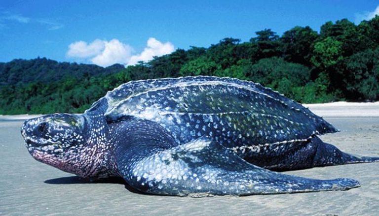 فرص قتل السلاحف البحرية تقل كثيراً لغياب البشر وعدم دخول النفايات