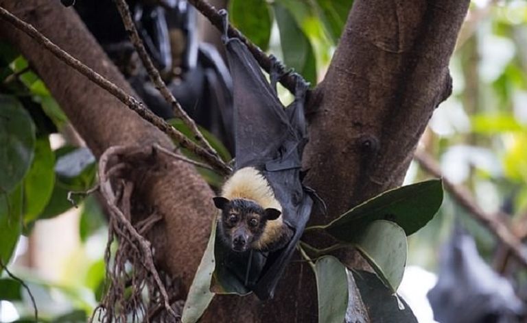 خفاش صغير كوالا في كينجسكوت الأسترالية