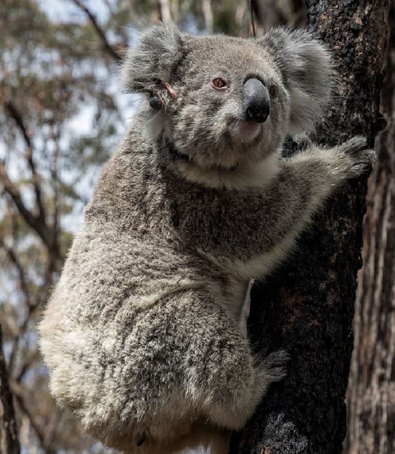 حيوان الكوالا صغير كوالا في كينجسكوت الأسترالية