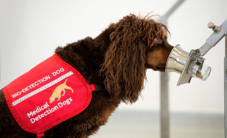 تدريب الكلاب على اكتشاف فيروس كورونا من خلال حاسة الشم كلب يدرب لشم المصابين بكورونا