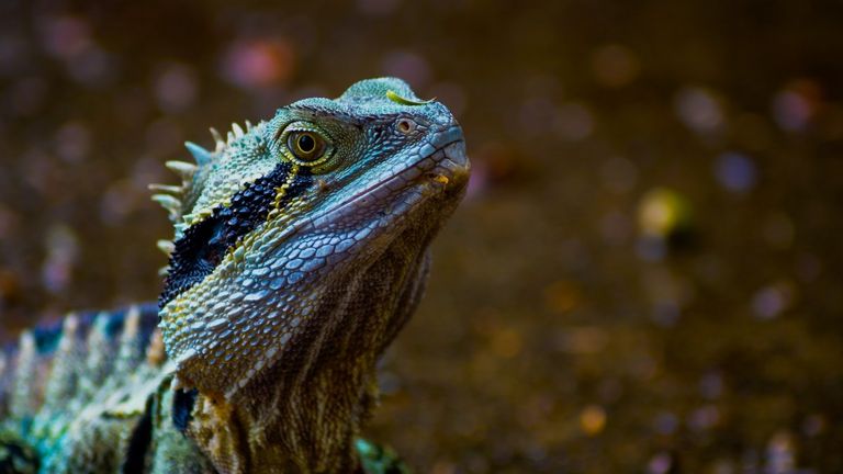 السحلية المستوطنة في جنوب شرق أوروبا