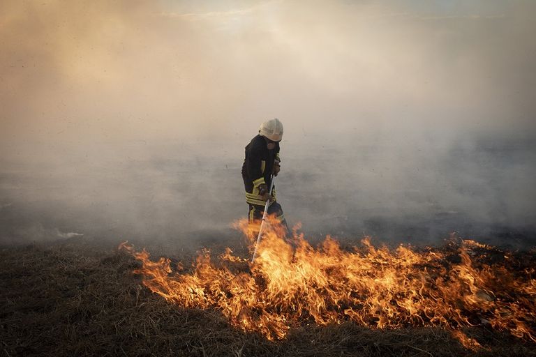 زيادة الأشجار أحد الحلول لمواجهة التغيرات المناخية