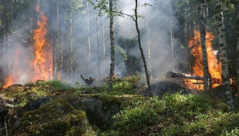 حريق الغابات يهدد البيئة في بولندا