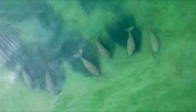 مجموعة من حيوانات الأطوم البحرية قبالة سواحل جزيرة ليبونج جنوب تايلاند