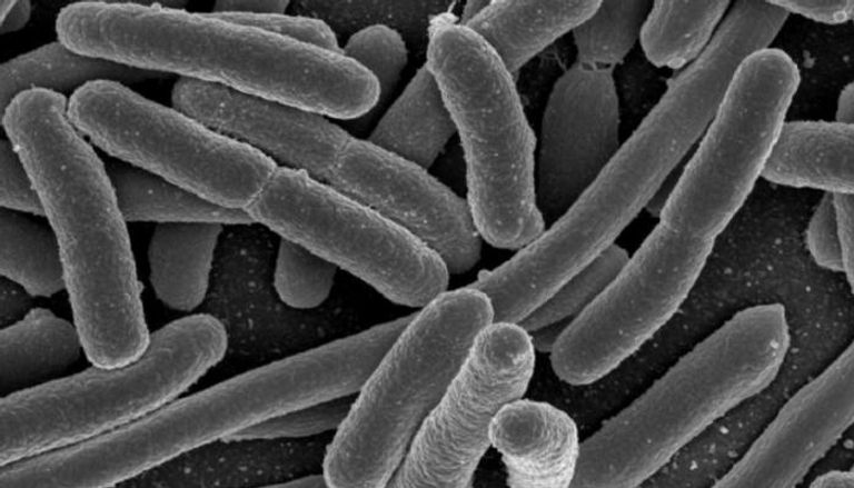 صورة مكبرة لبكتيريا الإشريكية القولونية 