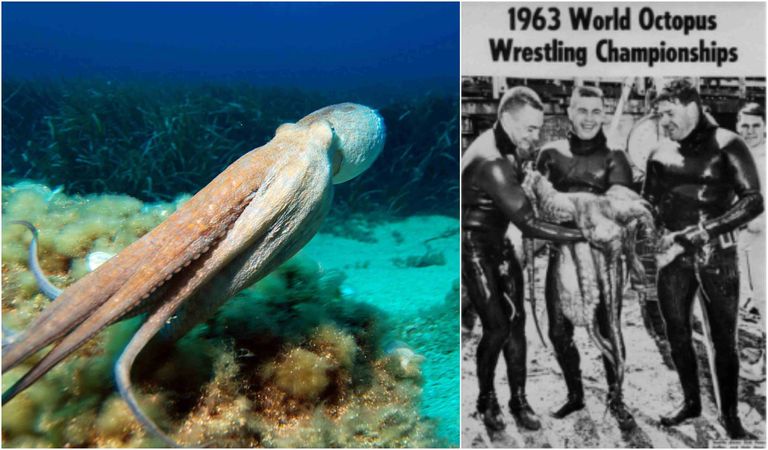 بطولة العالم لمصارعة الأخطبوط