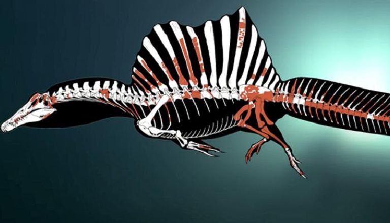الديناصور "سبينوصور" كان قادرا على العيش والصيد في بيئة مائية