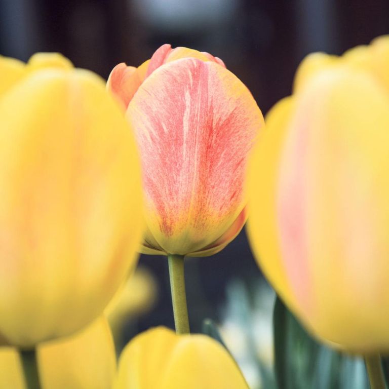 مع فصل الربيع يشكو الجميع من الحساسية