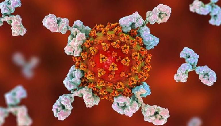 الأجسام المضادة تمنع إصابة الخلايا بالفيروس