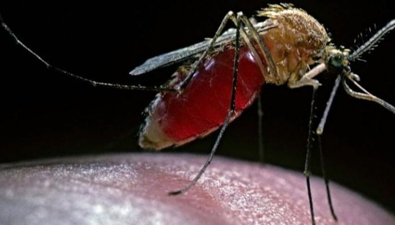 البعوض الناقل لطفيل الملاريا 