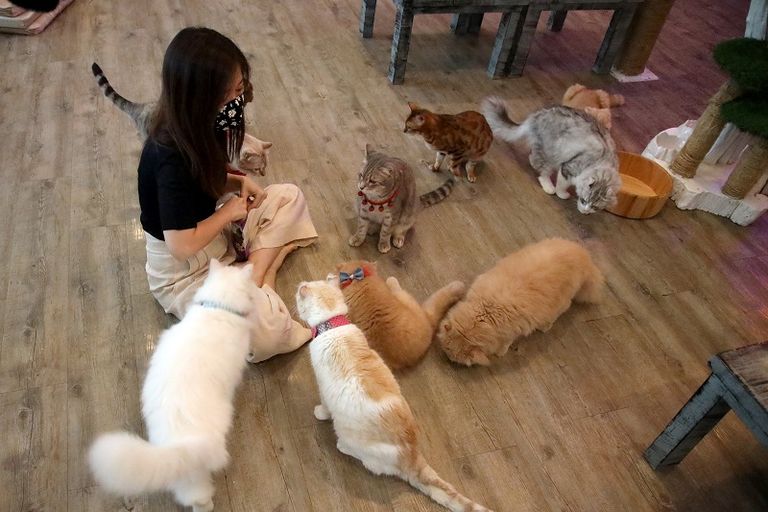 القطط تساعد التايلانديين على التكيف مع التوتر الناجم عن فيروس كورونا