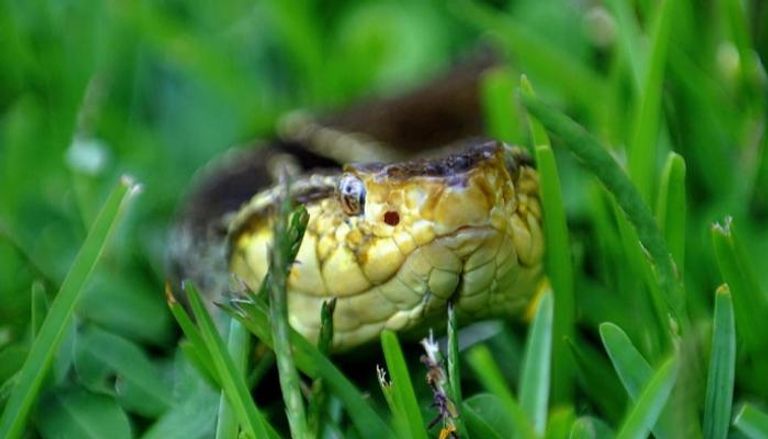 باحثون يؤكدون أن سم الثعابين سيشكل مصدرا للأدوية الناجعة