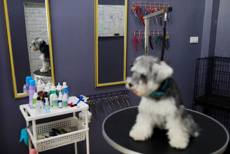 الباحثة لوسي آشر تنظر في العلاقة بين العمر واستجابة الكلاب للأوامر