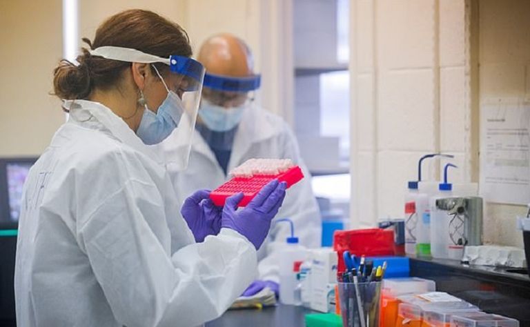 تجربة تسلط الضوء على إمكانية انتقال كورونا من القطط - ديلي ميل