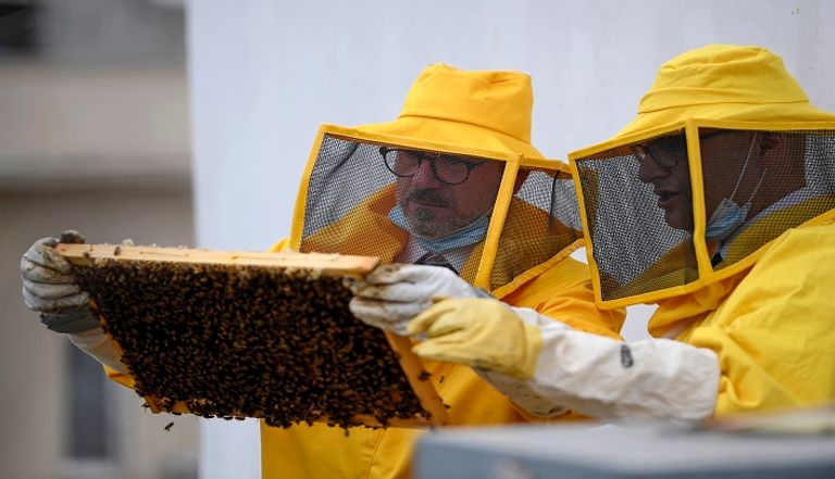 فترة الحجر انعكست إيجابا على النحل في روما