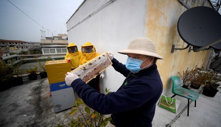 فترة الحجر انعكست إيجابا على النحل في روما