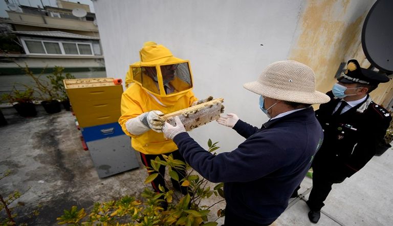 فترة الحجر انعكست إيجابا على النحل في روما
