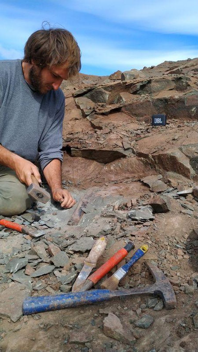 ديناصور الميجارابتور يتميز بسرعته وذيله الطويل