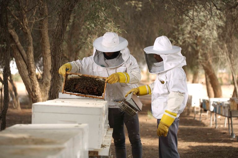 في يومه العالمي.. النحل يستفيد بحجر كورونا