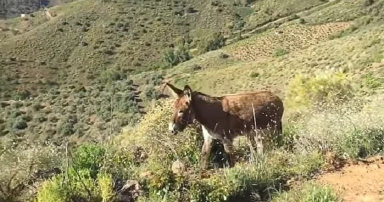 إسباني يجتمع بحماره بعد فراق شهرين بسبب كورونا - ديلي ميل