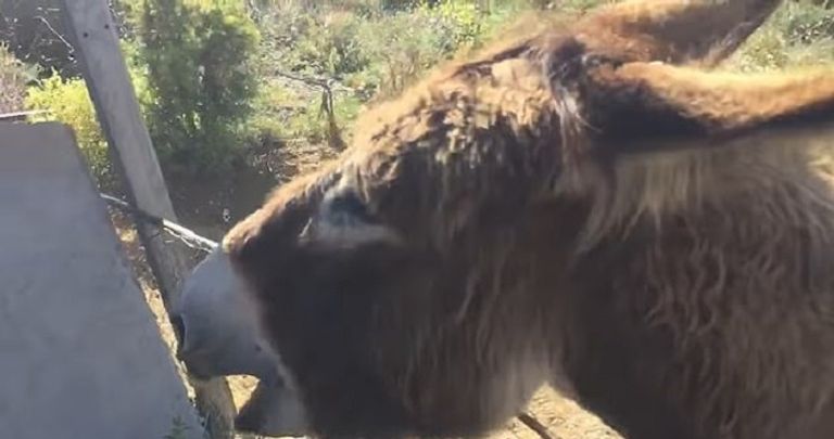 إسباني يجتمع بحماره بعد فراق شهرين بسبب كورونا - ديلي ميل