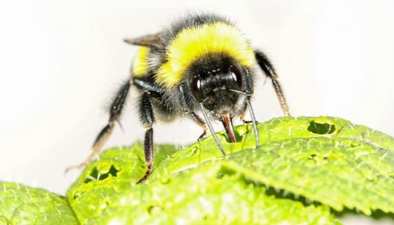 النحل يحدث ثقوبا في أوراق النباتات ليدفعه للإزهار