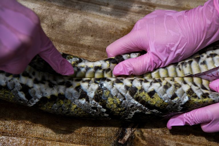 براين وودز يعمل على إحدى الكمامات في ورشته في ميامي