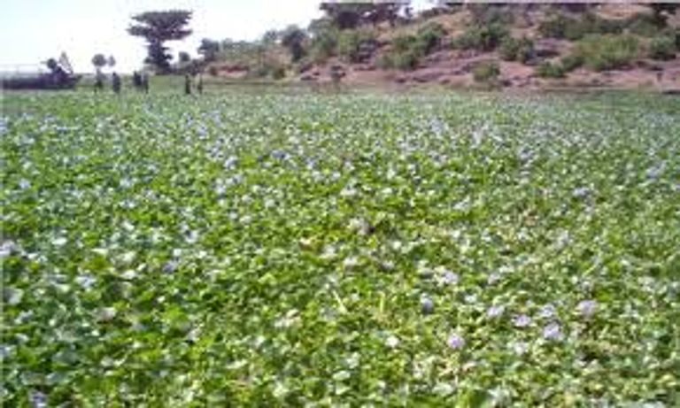 ورد الماء يغطي أكثر من 5 آلاف هكتار ببحيرة تانا