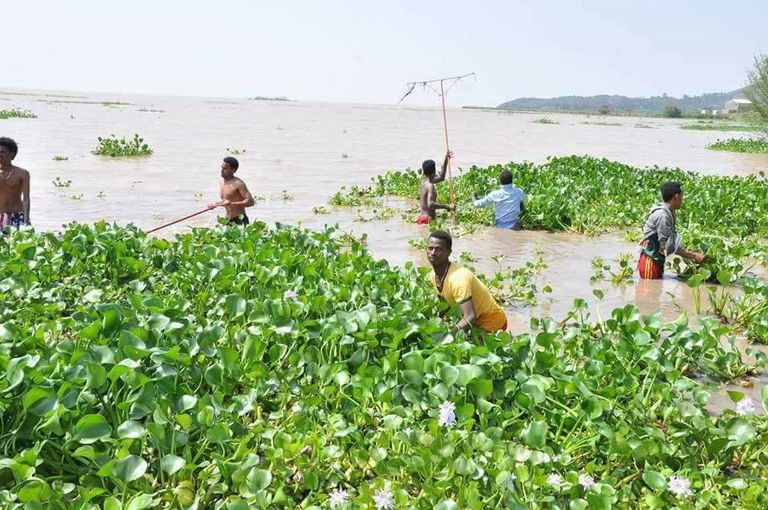 ورد الماء يغطي أكثر من 5 آلاف هكتار ببحيرة تانا