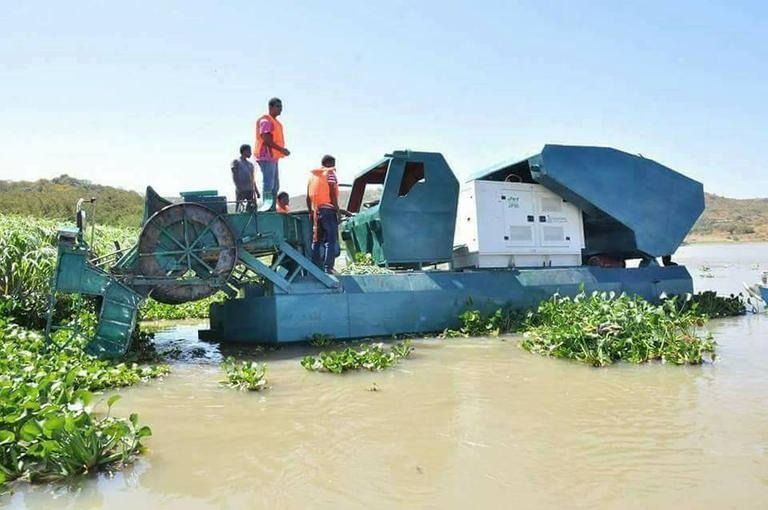 ورد الماء يغطي أكثر من 5 آلاف هكتار ببحيرة تانا