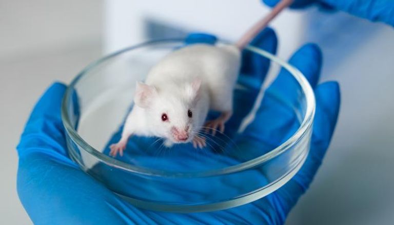 الفئران الجديدة نموذج لفهم عدوى الفيروس في البشر