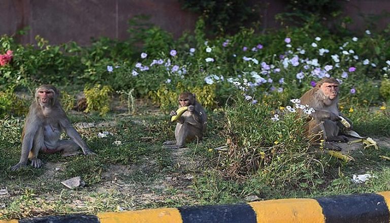 قرود المكاك تظهر التزاما مثاليا بقوانين التباعد الاجتماعي