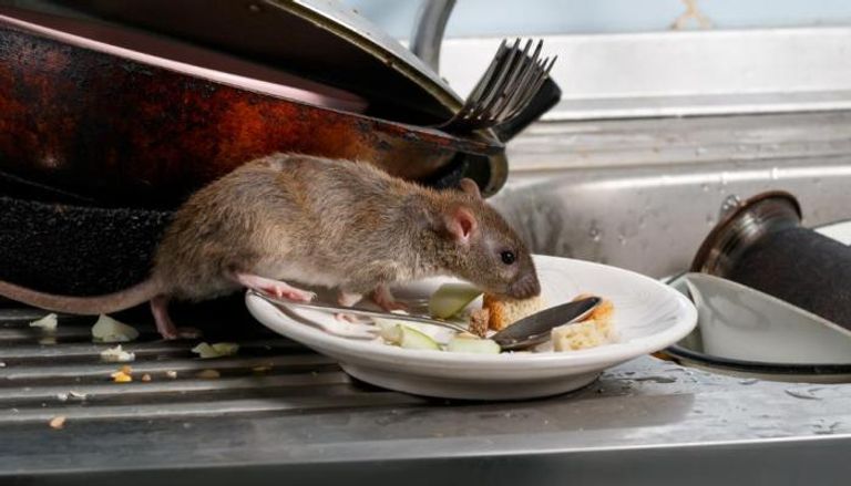 يجب التخلص من بقايا الطعام باستمرار لحماية المنزل من الفئران