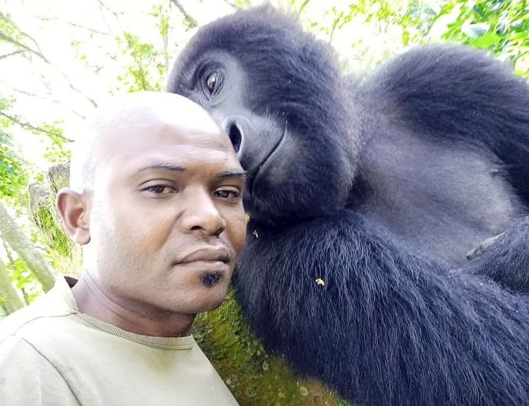 كارابارانجا مع الغوريلا التي تبدو سعيدة بالتقاط الصور