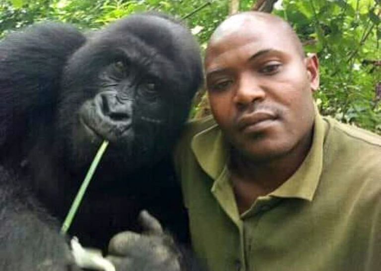 كارابارانجا مع الغوريلا التي تبدو سعيدة بالتقاط الصور