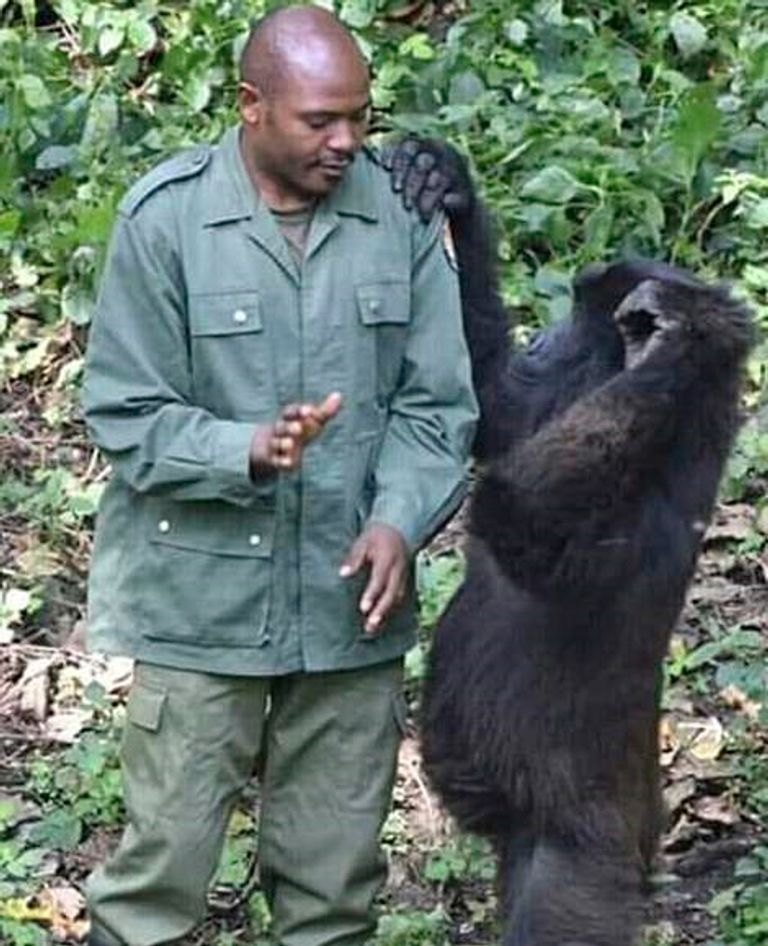 كارابارانجا مع الغوريلا التي تبدو سعيدة بالتقاط الصور