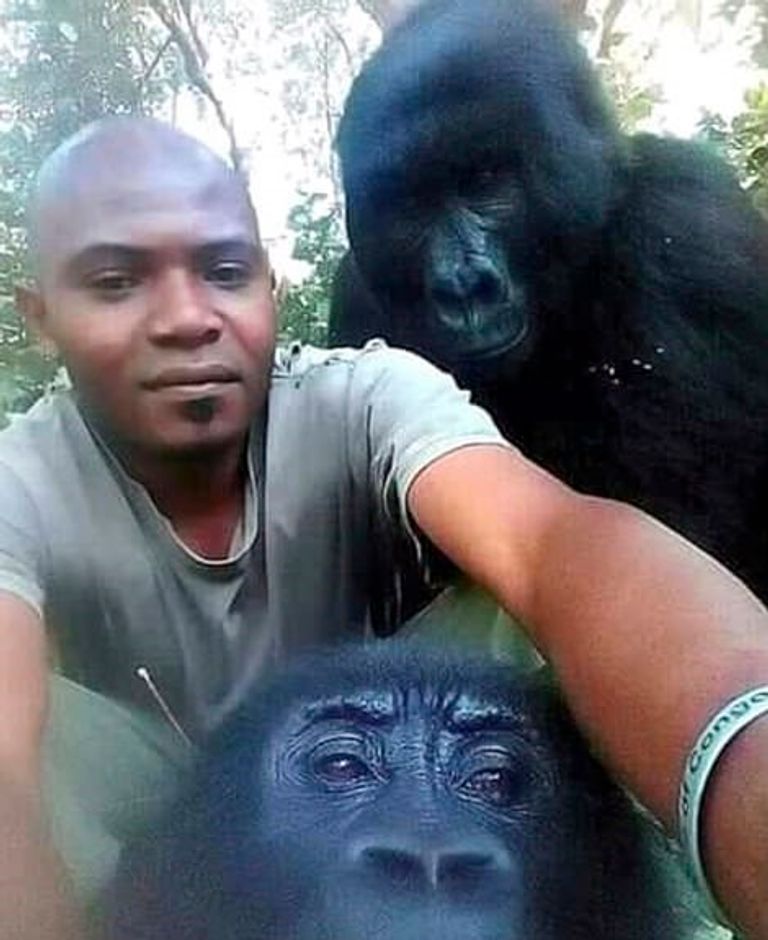 كارابارانجا مع الغوريلا التي تبدو سعيدة بالتقاط الصور