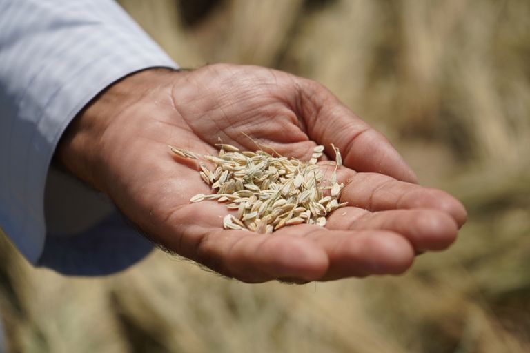 الإمارات تنجح في زراعة الأرز