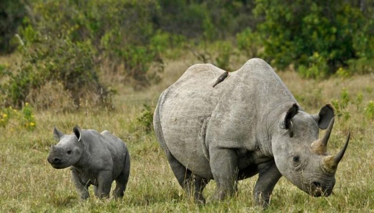 وحيد القرن السومطري - أرشيفية
