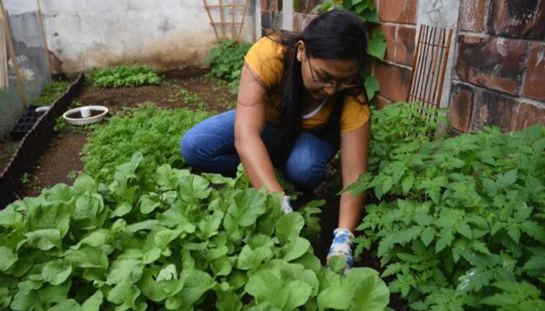 الزراعة المنزلية في جواتيمالا