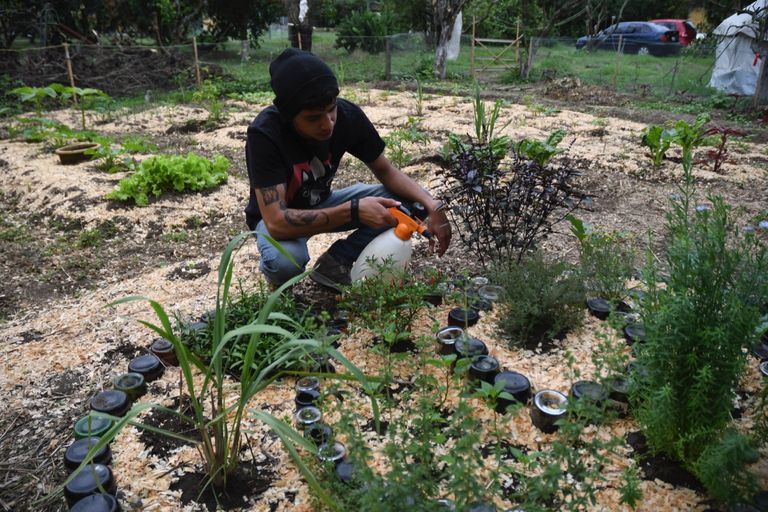 الزراعة المنزلية في جواتيمالا