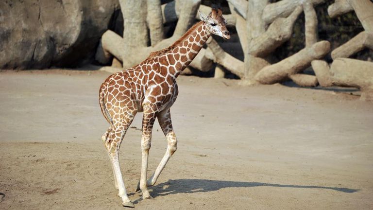 حديقة تنقذ حيوانات معرضة للخطر